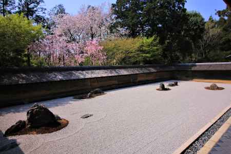 龍安寺石庭の桜2108