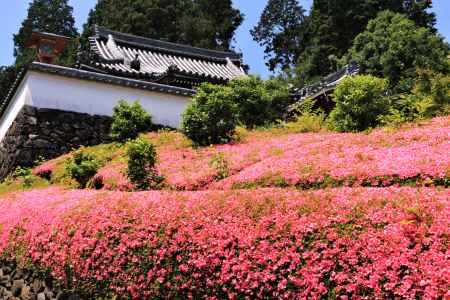 善峯寺のサツキ2018