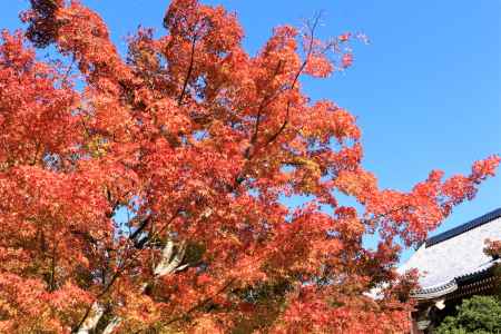 智積院の紅葉2018