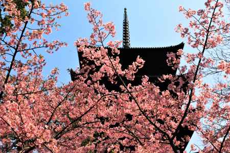 東寺の河津桜