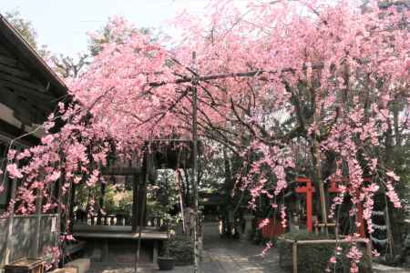 水火天満宮の桜2019