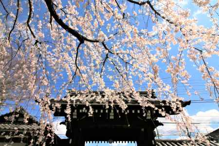 上品蓮台寺の枝垂れ桜2019