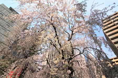 六角堂の枝垂れ桜2019