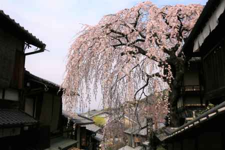 産寧坂の枝垂れ桜2019