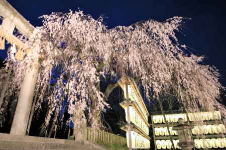 大石神社の桜２０１９ライトアップ