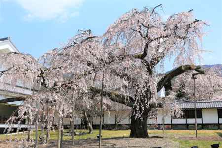 醍醐寺2019