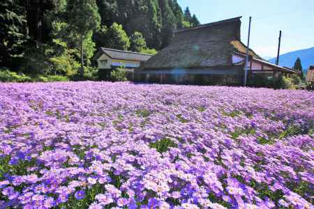 久多の友禅菊