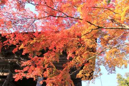 神護寺の紅葉2019