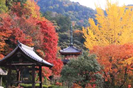 三室戸寺の紅葉2019