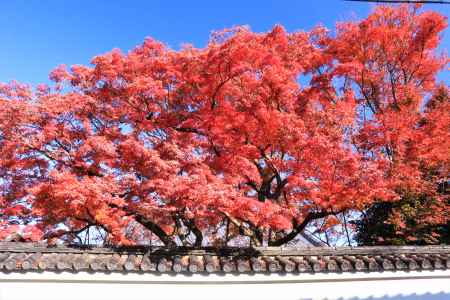 宝鏡寺の紅葉2019