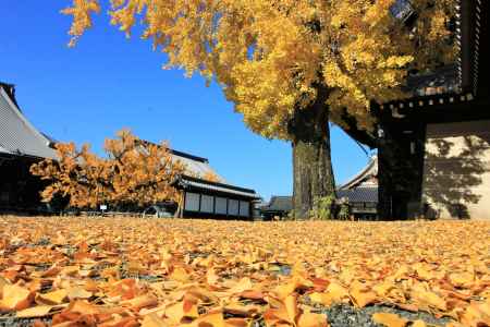 西本願寺のイチョウ