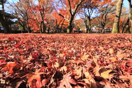 東福寺の紅葉2019