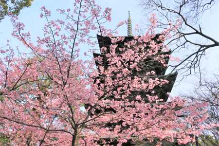 東寺の河津桜2020