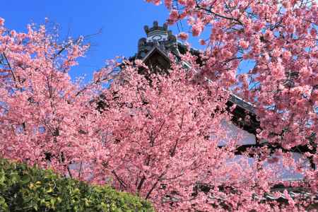 長徳寺の桜2020