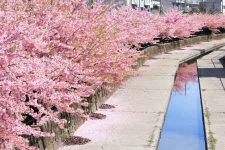 淀水路の河津桜2020