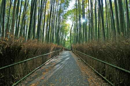 嵯峨野竹林2020