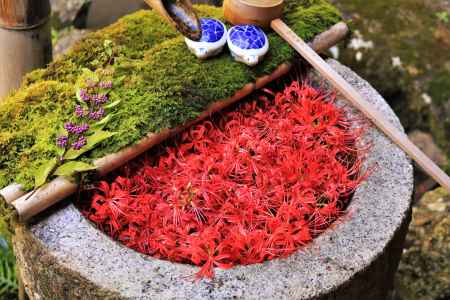 柳谷観音の彼岸花花手水