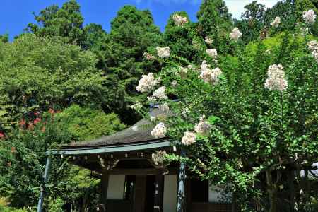 寂光院の百日紅