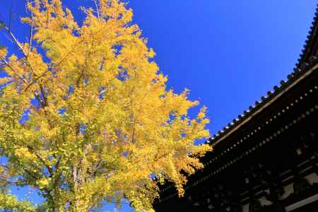 金戒光明寺、イチョウの色づき