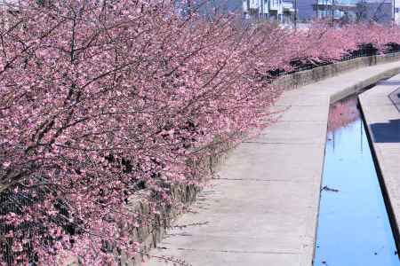 淀水路の河津桜2021