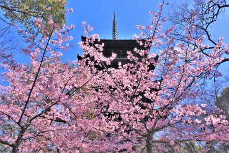 東寺の河津桜2021