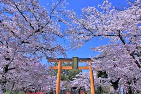 平野神社の桜2021