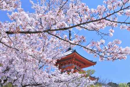 清水寺の桜2021