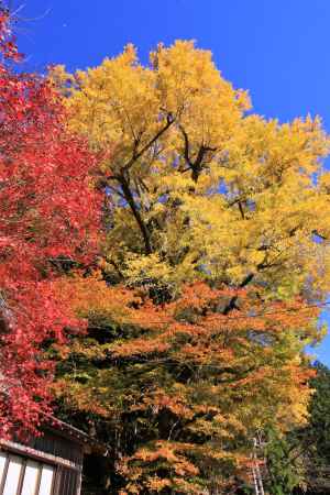 京北町での紅葉