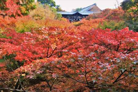 東福寺の紅葉2021