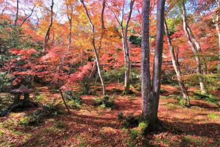 祇王寺の紅葉2021