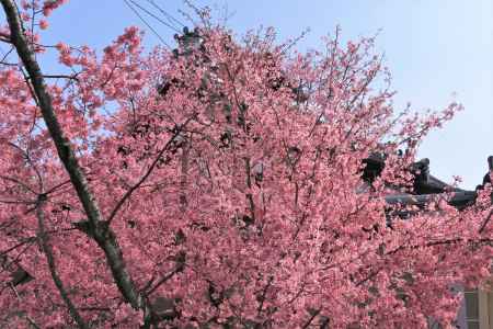 長徳寺のおかめ桜2022