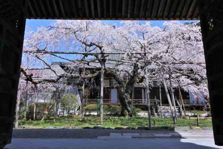 毘沙門堂の桜2022