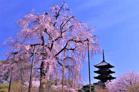 東寺の桜2022