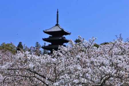 仁和寺の桜2022