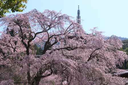 醍醐寺の桜2024