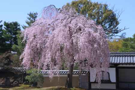 高台寺の桜2024