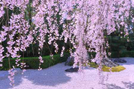 妙心寺退蔵院の桜2024