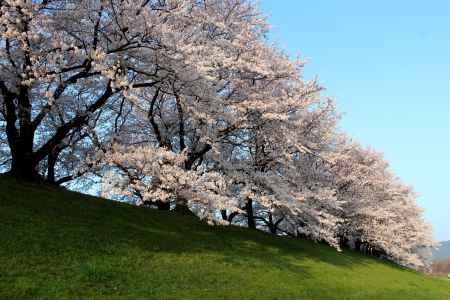 八幡背割堤の桜