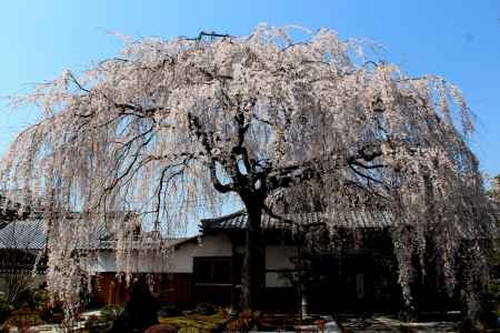 本満寺の桜