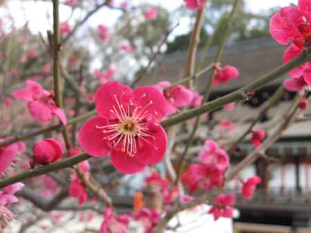 下鴨神社の紅梅