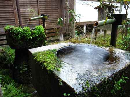 水に濡れる苔