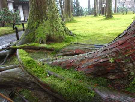 三千院　木の根を覆う苔