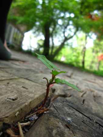 隙間から生える芽