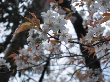 葉桜