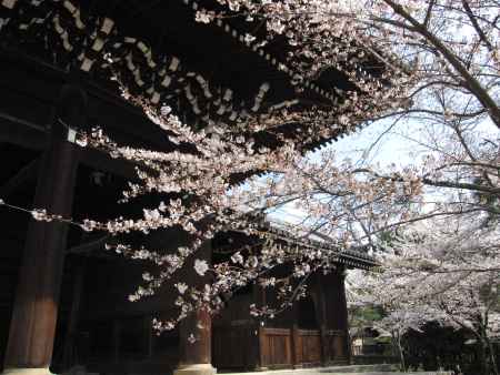 知恩院三門と桜