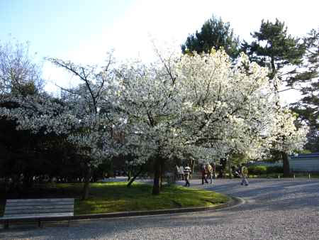 京都御苑の桜