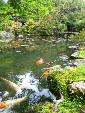 金地院の弁天池を泳ぐ鯉