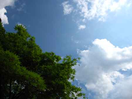 青紅葉と青空