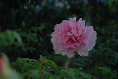 緑の葉っぱと牡丹の花