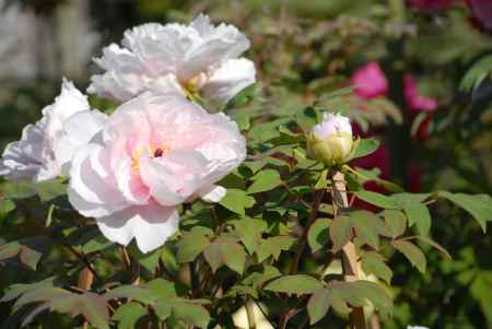 淡いピンクの牡丹の花